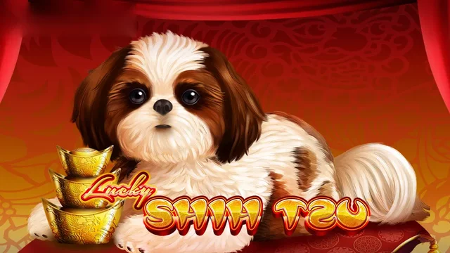 Lucky Shih Tzu