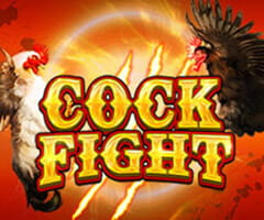 Cock Fighting