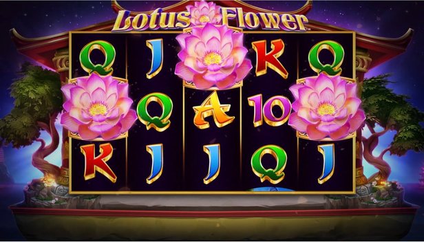 Lotus Beauty